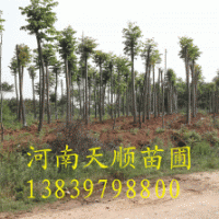 欒樹，黃山欒樹，欒樹價(jià)格，欒樹基地，潢川欒樹價(jià)格，河南欒樹，