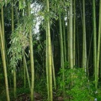 供應(yīng)紫竹、早園竹、剛竹、佛肚竹、鳳尾竹
