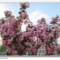 供應(yīng)國(guó)槐、龍爪槐、金枝槐、櫻花、紅楓等苗木