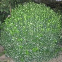 煙臺黃楊基地供應(yīng)各種優(yōu)質(zhì)苗木