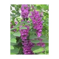 香花槐
