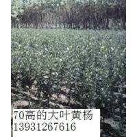大葉黃楊 冬青價(jià)格 河北大葉黃楊