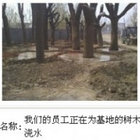 低價供應國槐 法桐苗木 皂角 合歡