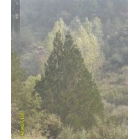 大量出售各種規(guī)格的油松，白皮松，速生楊，漳河柳，茶條槭，蒙古