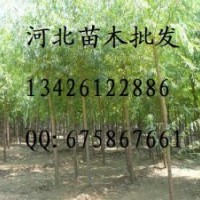 供應(yīng)山杏苗 山杏苗批發(fā) 大量出售山杏苗 山杏苗基地 山杏苗