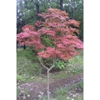 供應(yīng)；臘梅、多分枝臘梅、茍櫻梅