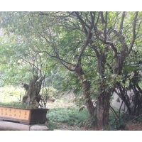 55公分、50公分、40公分木瓜供應(yīng)