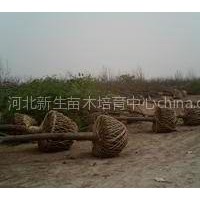 綠化國(guó)槐苗木工程專用國(guó)槐新生苗木
