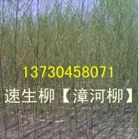河北省速生柳、河北省速生柳價格、河北省速生柳基地