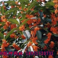 江蘇精品桂花價格咨詢服務(wù)