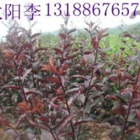 中華太陽(yáng)李，中華太陽(yáng)李子苗