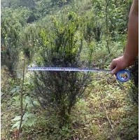 曼地亞紅豆杉7年樹