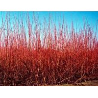 直銷各種綠化苗木金葉女貞、紅葉小檗、龍柏、蜀檜、雪松、銀杏、