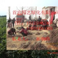供應(yīng)優(yōu)質(zhì)核桃成品苗 實(shí)生苗