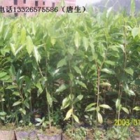 沉香苗