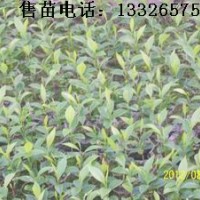 沉香小苗