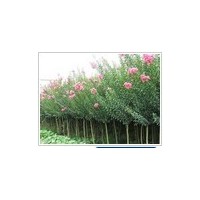 精品紫薇種植基地