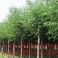 苗木火炬樹、速生柳、竹柳、金絲柳、垂柳、饅頭柳、漳河柳、柳樹