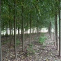 本基地長期供應(yīng)(1-15公分）速生柳、黃柳、金絲柳.垂柳、法桐、國