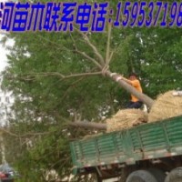 國槐、白蠟、合歡基地