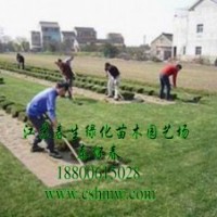 供應(yīng)繡線菊，劍麻，草坪，連翹，玉蘭，櫻花，刺松，黃楊
