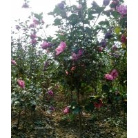 低價(jià)供應(yīng)木槿、紫荊、大葉黃楊、銀杏等綠化苗木