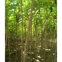 河北火炬樹