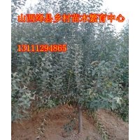 山西苗圃蘋果樹價格蘋果樹哪里有蘋果樹哪里找