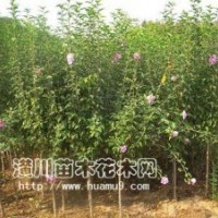 供應(yīng)木槿，木槿價格，獨(dú)干木槿，紅花木槿，潢川木槿基地