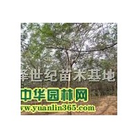 國(guó)槐樹(shù)價(jià)格 金合歡樹(shù) 世紀(jì)苗木基地
