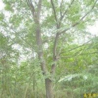 安徽肥西供應(yīng)大規(guī)格榔榆 樸樹(shù) 欒樹(shù) 烏桕 三角楓 紫薇 馬褂木 香