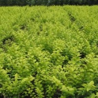 金葉女貞、紅葉小檗、紅葉石楠、繡線菊