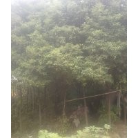 供應(yīng)湖北香樟，廣玉蘭，欒樹，大葉女貞等綠化苗木