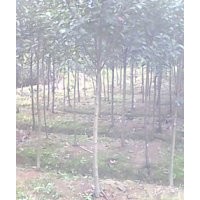 紅葉石楠，香樟