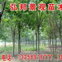 大量供應(yīng)白蠟、速生白蠟、國(guó)槐、速生國(guó)槐等綠化景觀苗木。