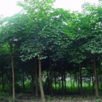 綠化苗木幌傘楓-基地綠化苗木幌傘楓