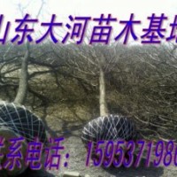 供應(yīng)國(guó)槐小苗