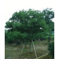 自產(chǎn)自銷(xiāo)絕對(duì)低價(jià)各種工程喬灌苗大桂花,移植骨架香樟,紅葉石楠