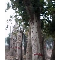 國(guó)槐20---60大規(guī)格國(guó)槐