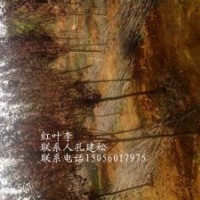 供應(yīng)紫葉李，2公分，4公分，6公分，8公分，10公分