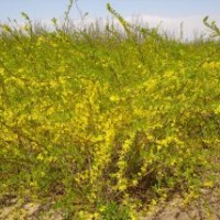 出圃價批售連翹.迎春.薔薇.龍柏.月季.火棘.劍麻..