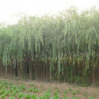 赤峰垂柳樹