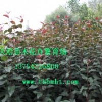供應(yīng)高原之火海棠、王族海棠、凱爾斯海棠、絢麗海棠、北美海棠等