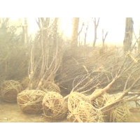 供應青桐、杜仲、山茱萸