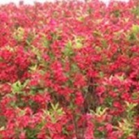紅王子錦帶，紅王子錦帶出售，紅王子錦帶生產(chǎn)基地