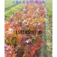 宣城美國紅楓小苗