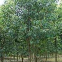 嘉祥盛源常年供應(yīng)速生白蠟 合歡 造型法桐 速生國槐