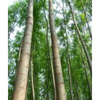 優(yōu)良馴化竹柳種苗