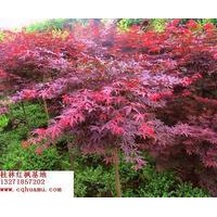 長期供應枇杷、深山含笑、紅楓等苗木