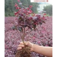 長期供應小葉紅檗、梔子花、香樟等苗木